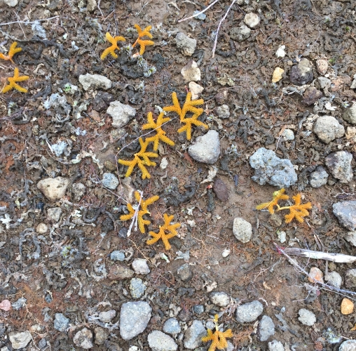 Native alpine club moss.